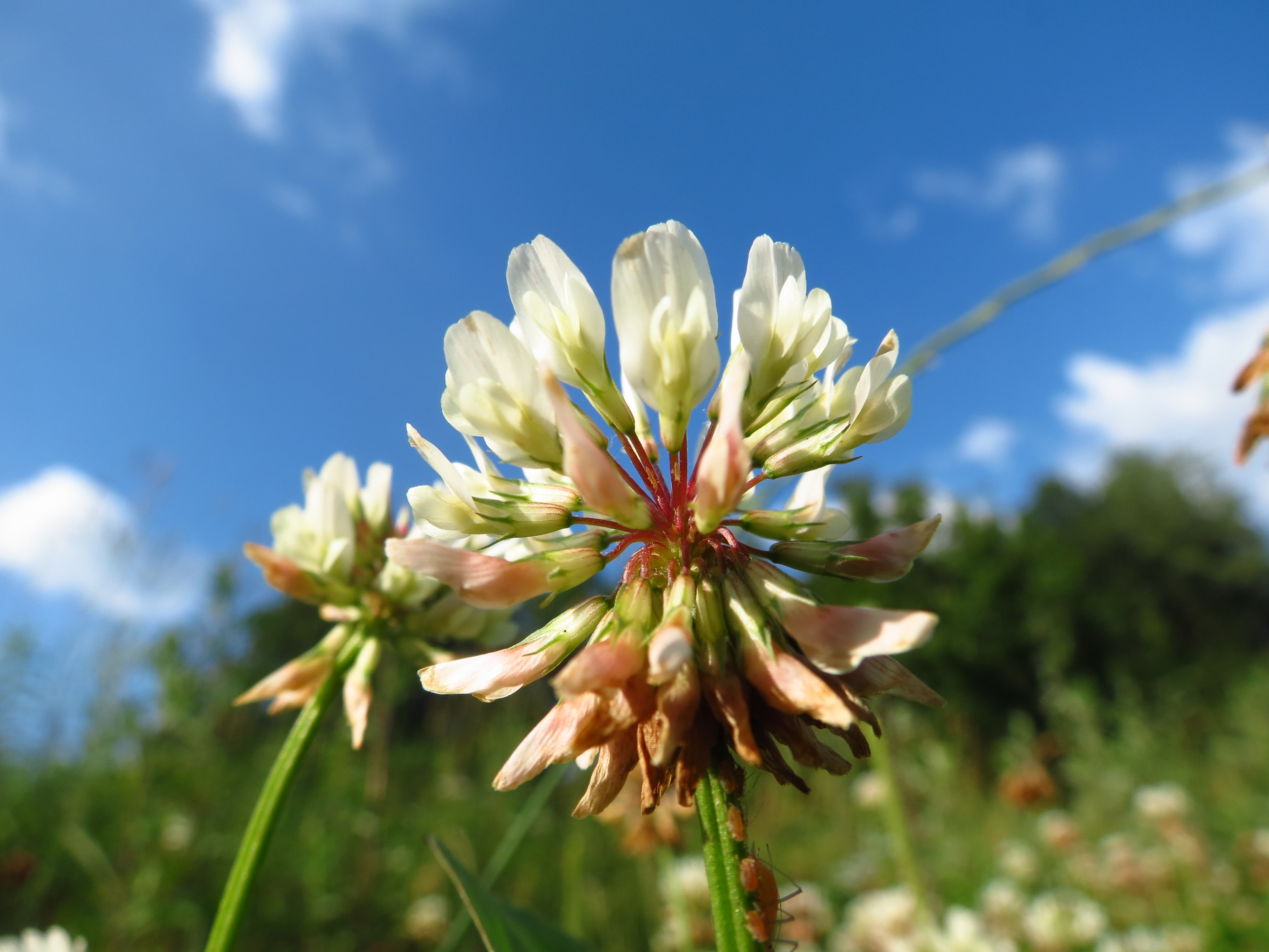 White clover flower close up free image download