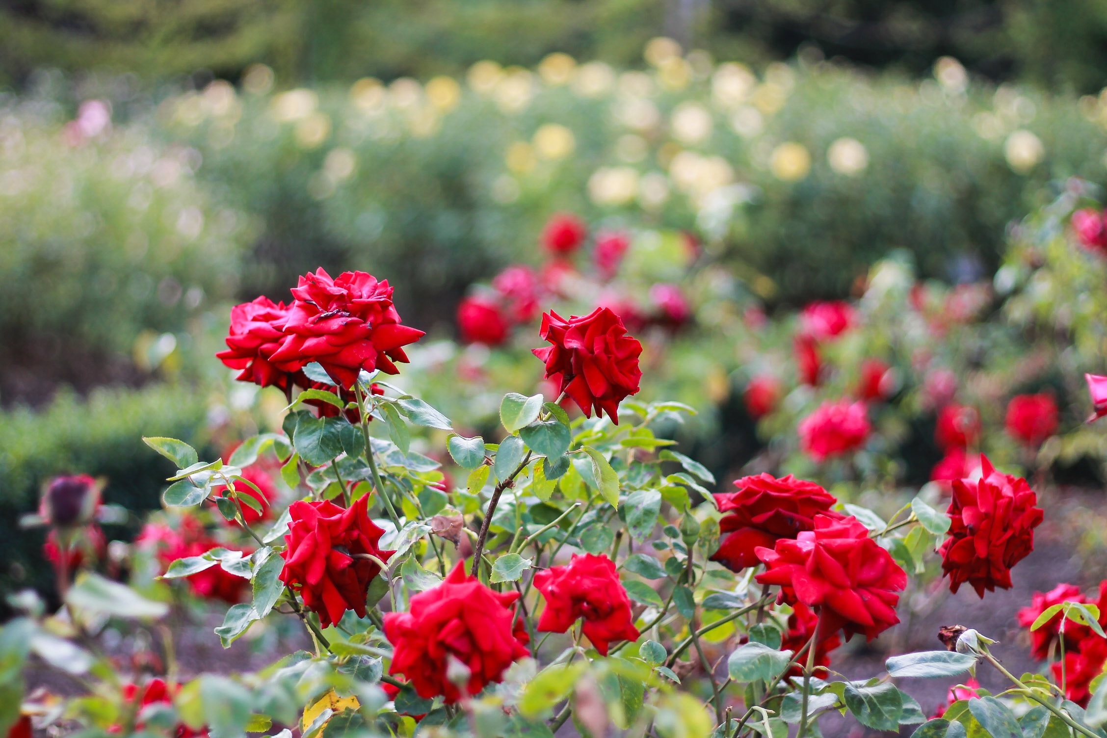 Red garden flowers free image download