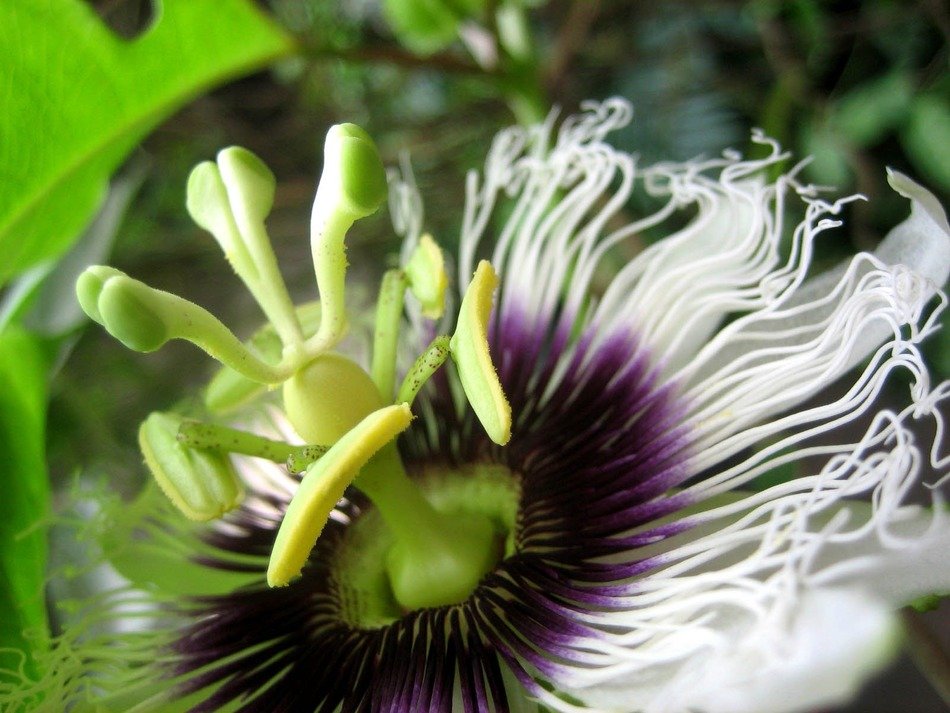 Passion flower blossom bloom nature free image download