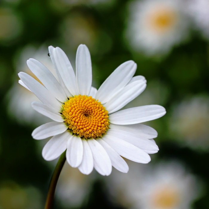 White daisy, garden plant free image download
