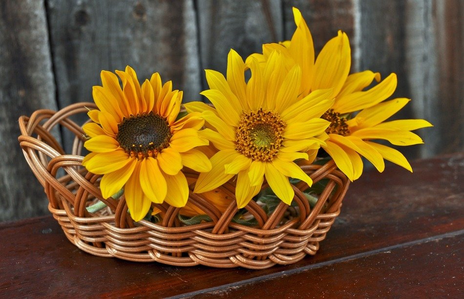 Yellow sunflowers plant basket free image download