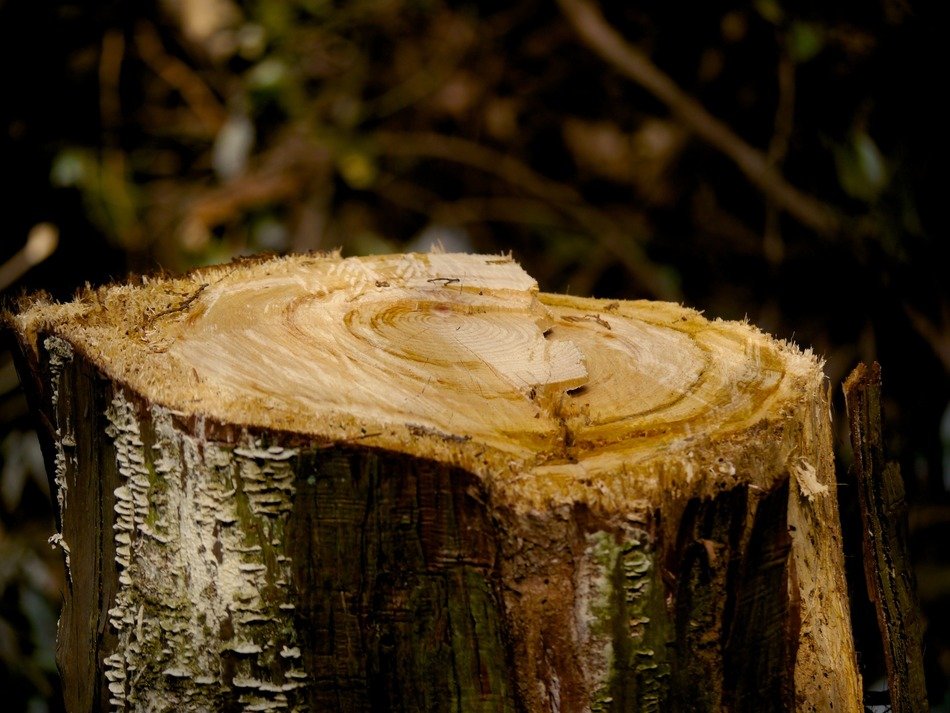 Stump wood free image download