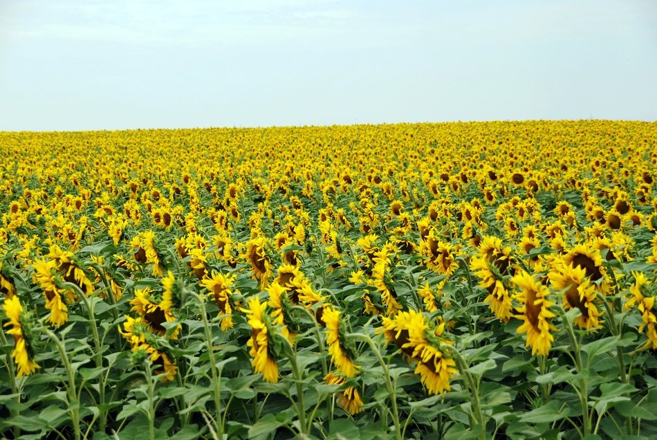 Yellow field of blooming sunflowers free image download