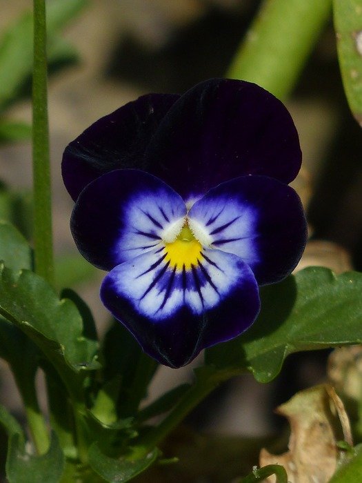 Dark purple pansy flower free image download