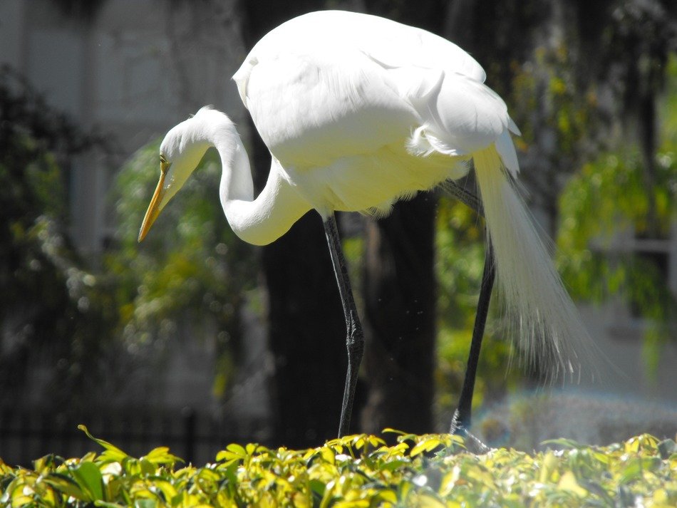 White heron bird free image download
