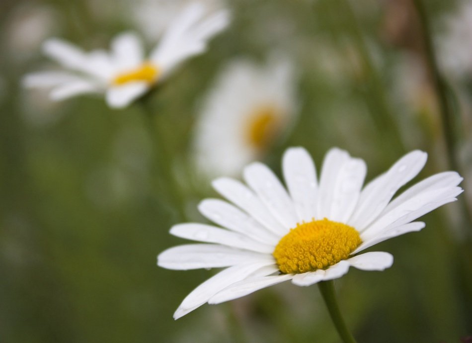 White yellow daisies close free image download