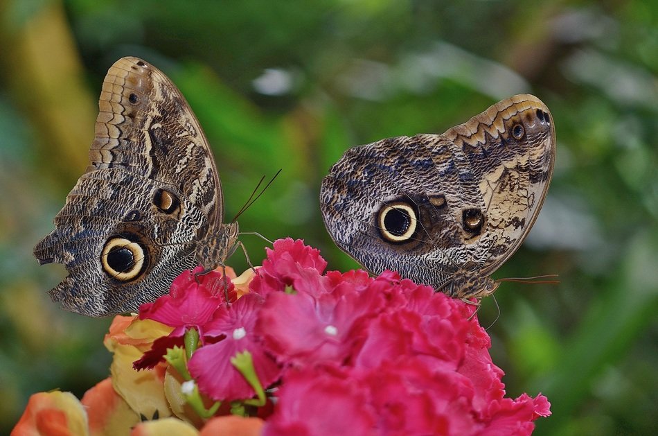 Two butterfly insects macro free image download