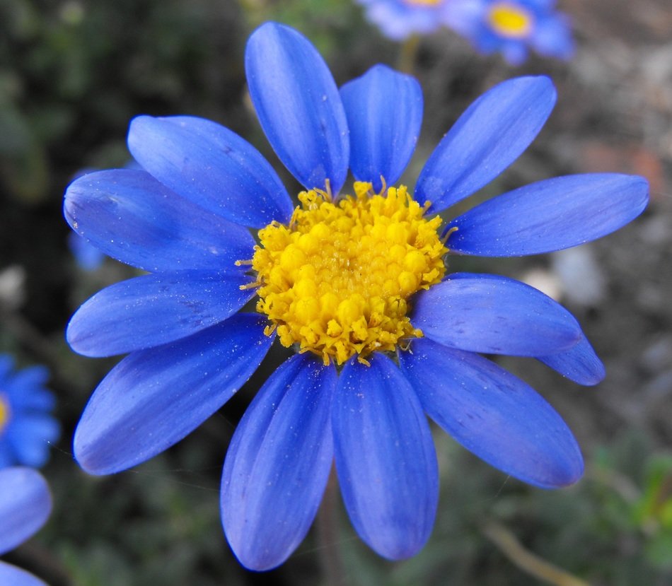 Daisy blue free image download