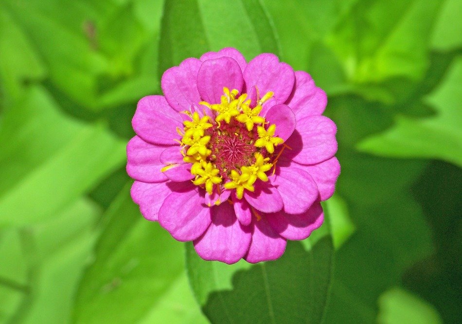 Pink flower with yellow center close up free image download