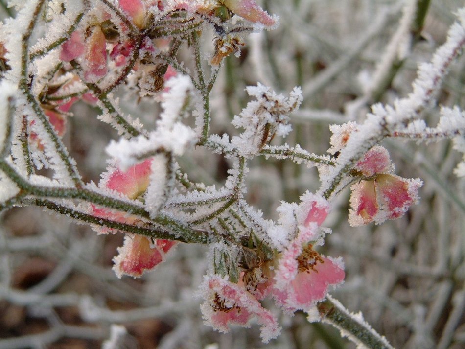 Astounding winter frost plant free image download