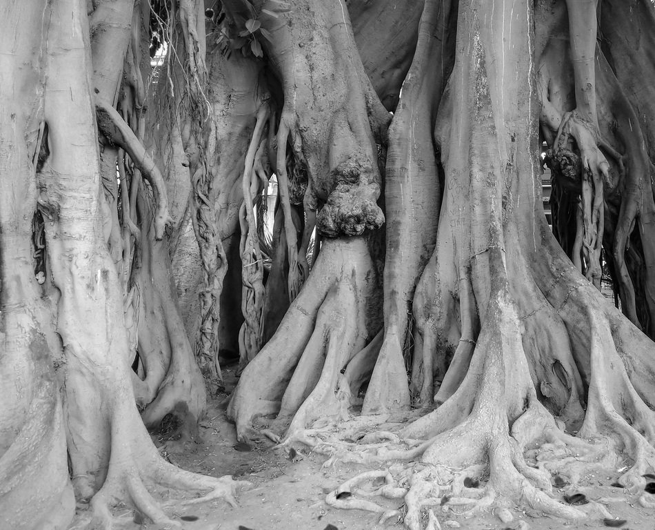 Black and white photo of tree roots free image download