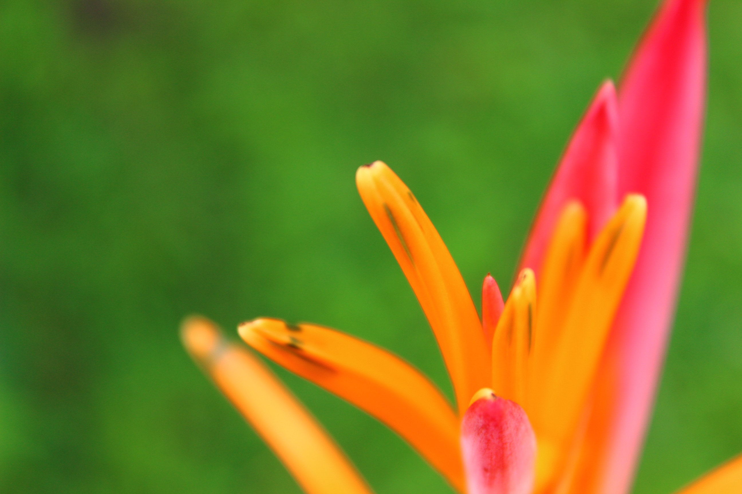 Orangepink flower on a blurred background free image download
