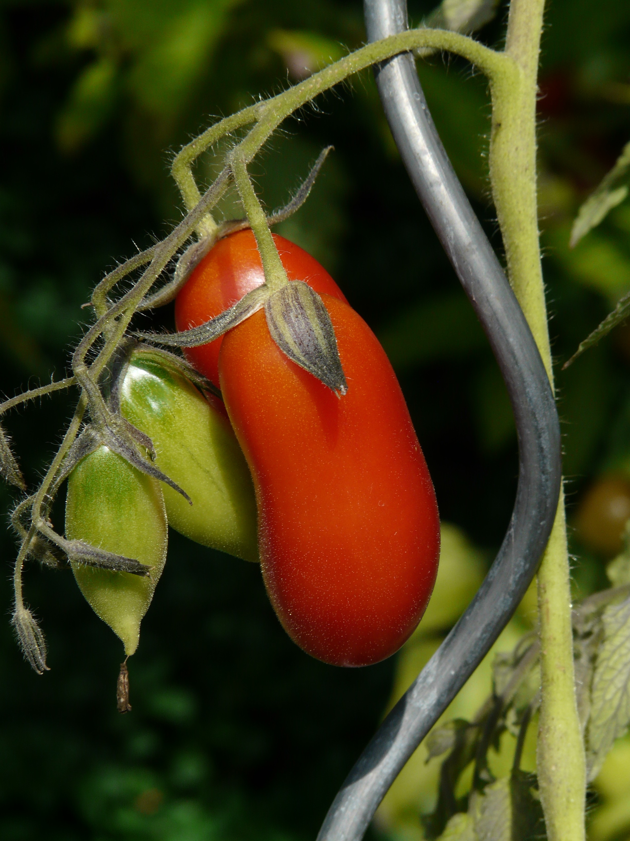 Oblong tomatoes on a branch free image download