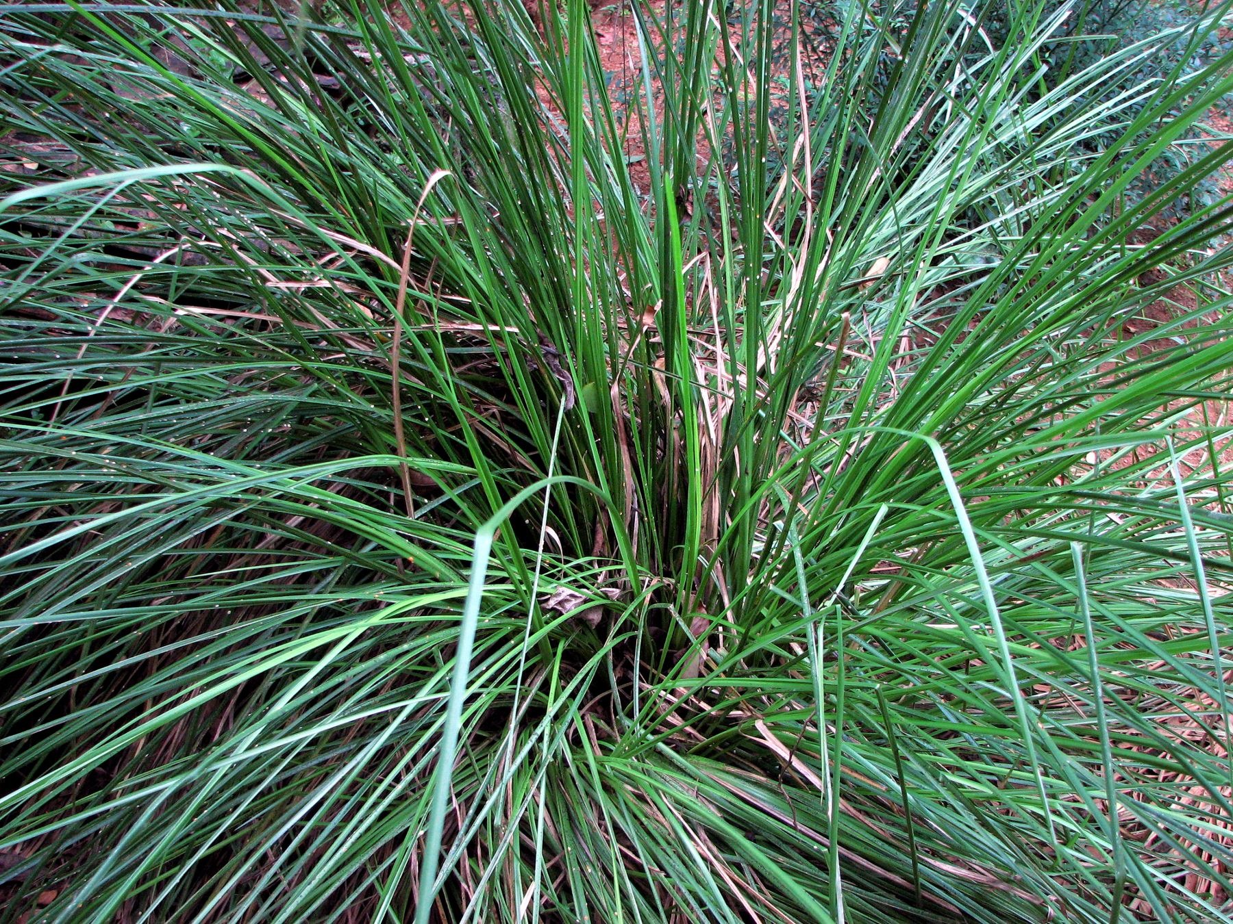 Photo green licorice free image download