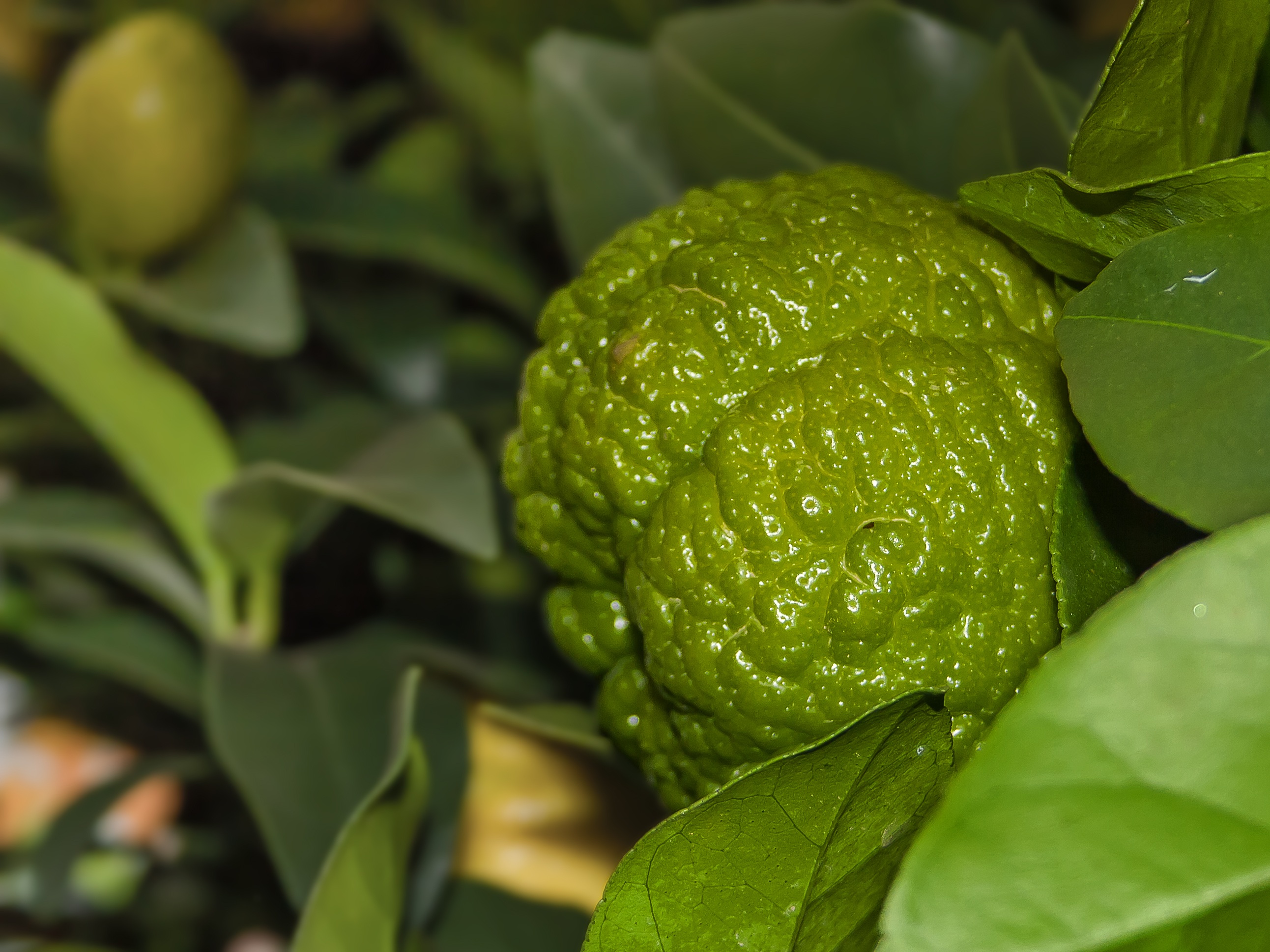 Ripening green lemon free image download