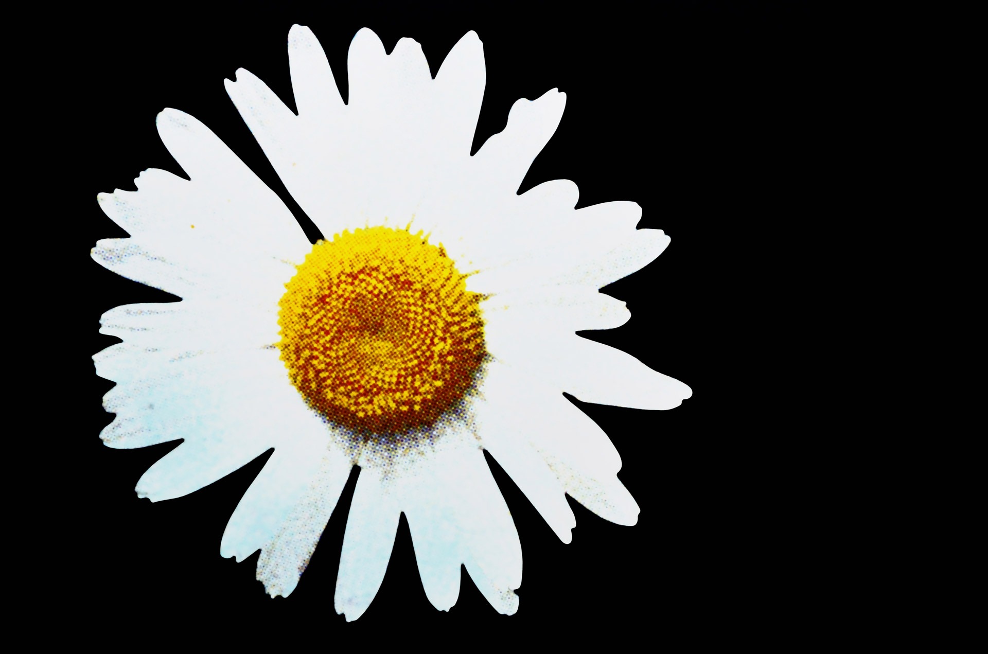 Natural daisy flower free image download