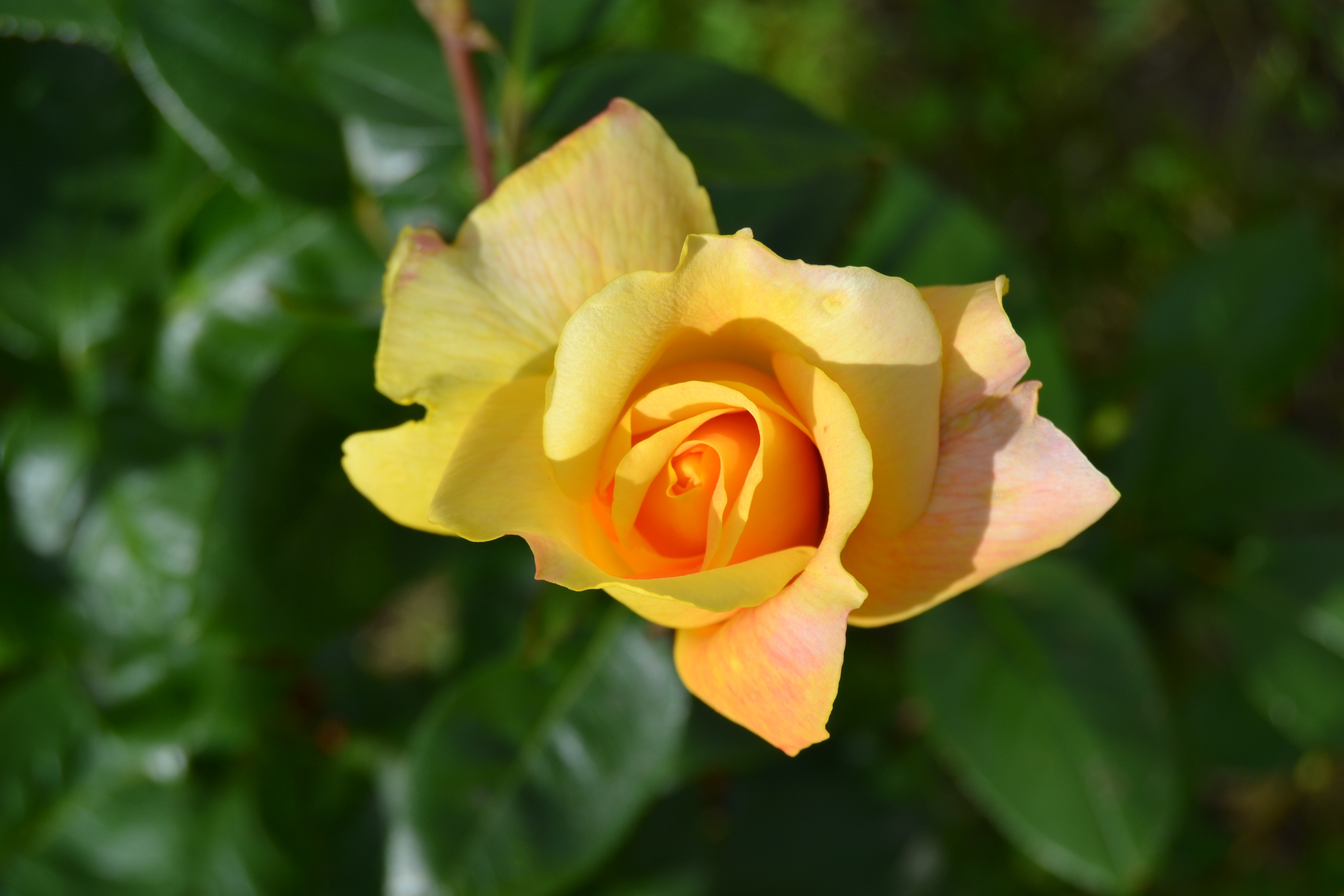 Yellow rose flower macro free image download