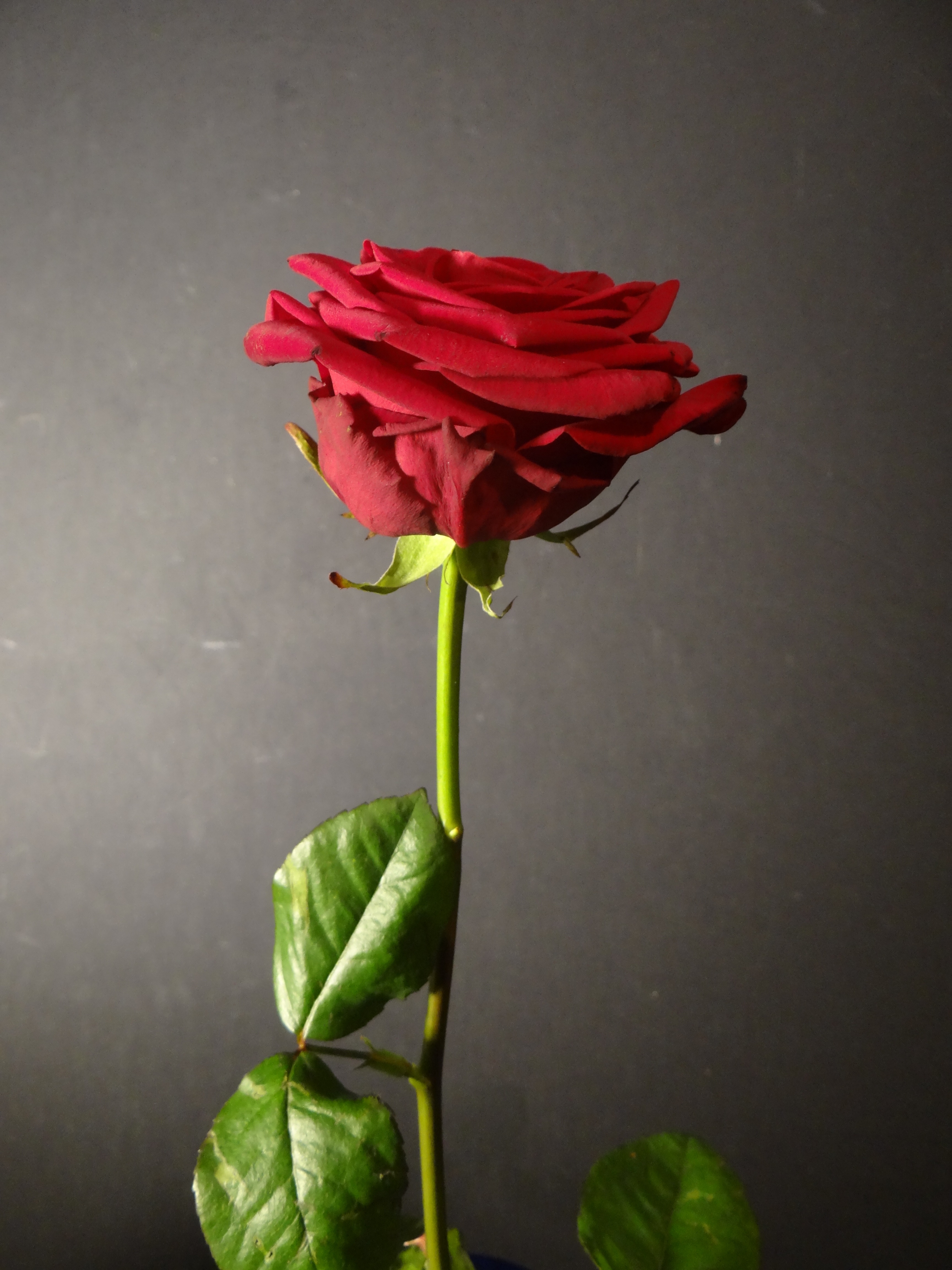 Single red rose flower free image download