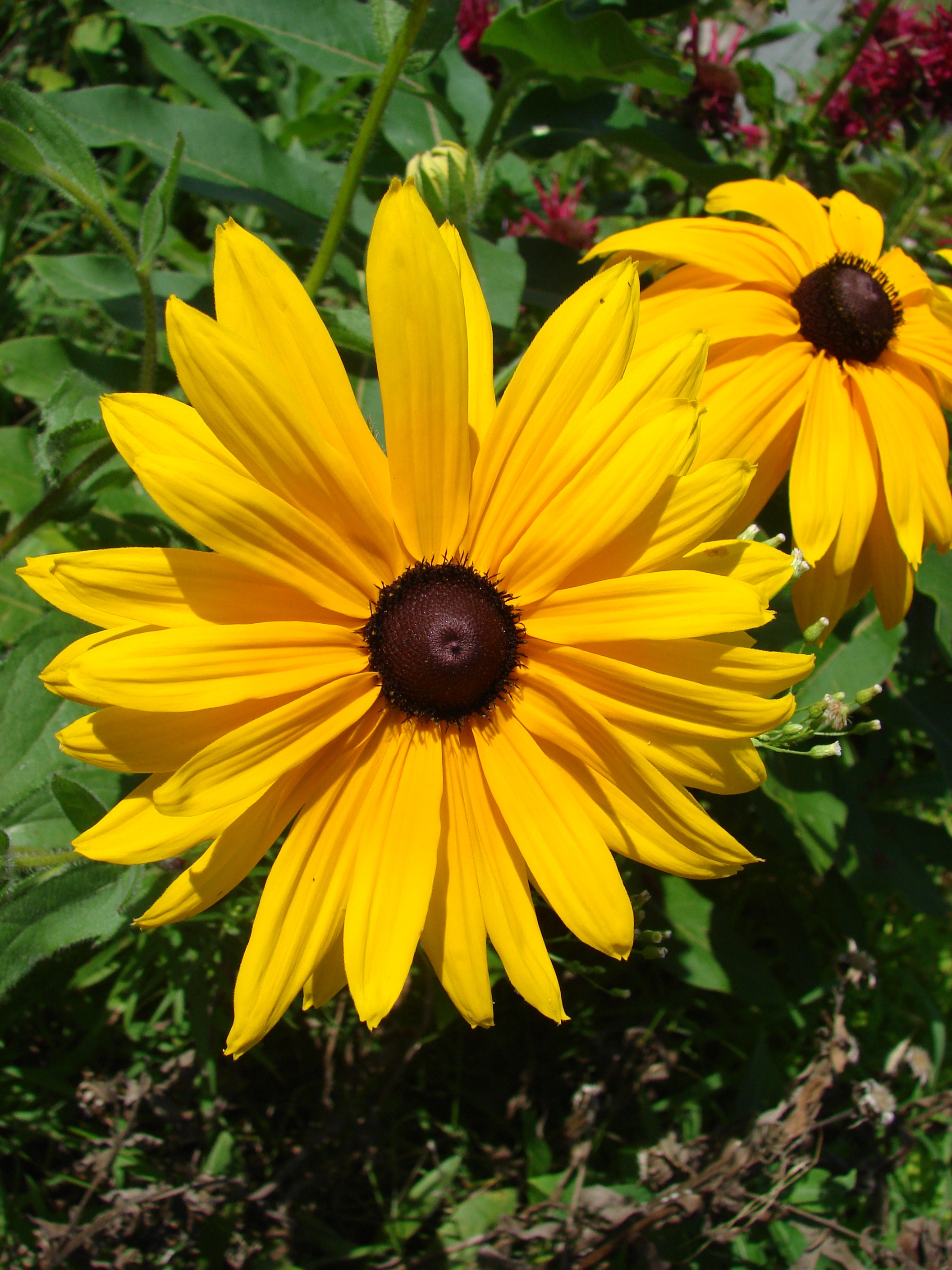Blackeyed susan flowers blossom free image download