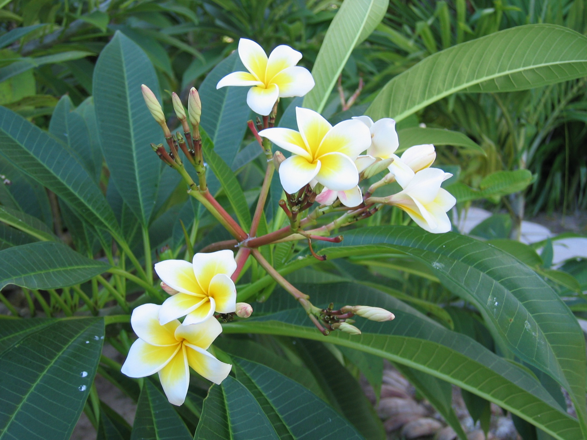 Frangipani, blooming plant free image download