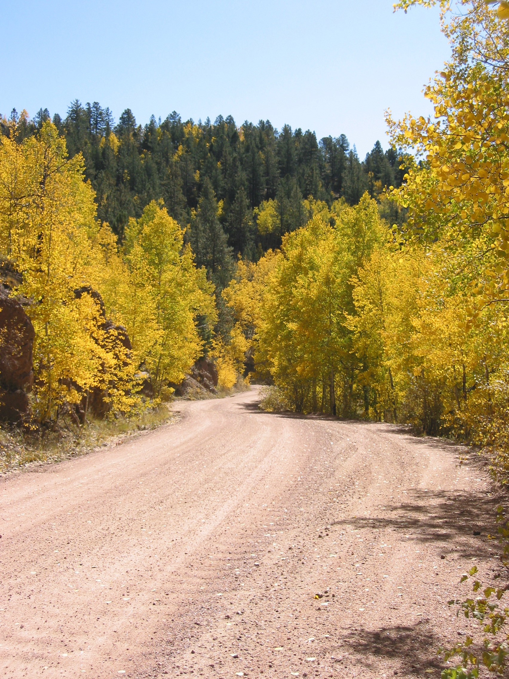 Aspen colorado forest free image download
