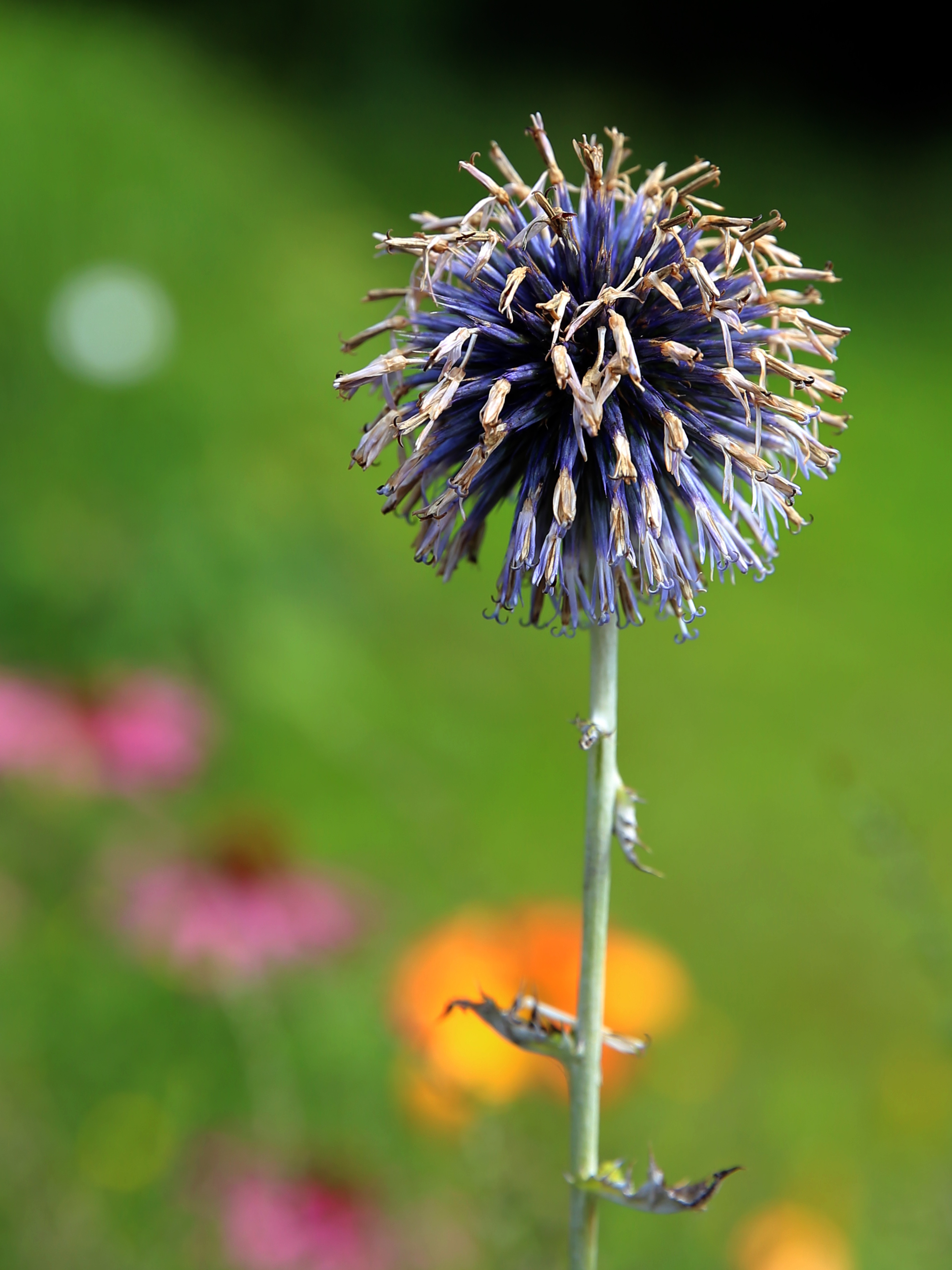 Globe thistle plant free image download