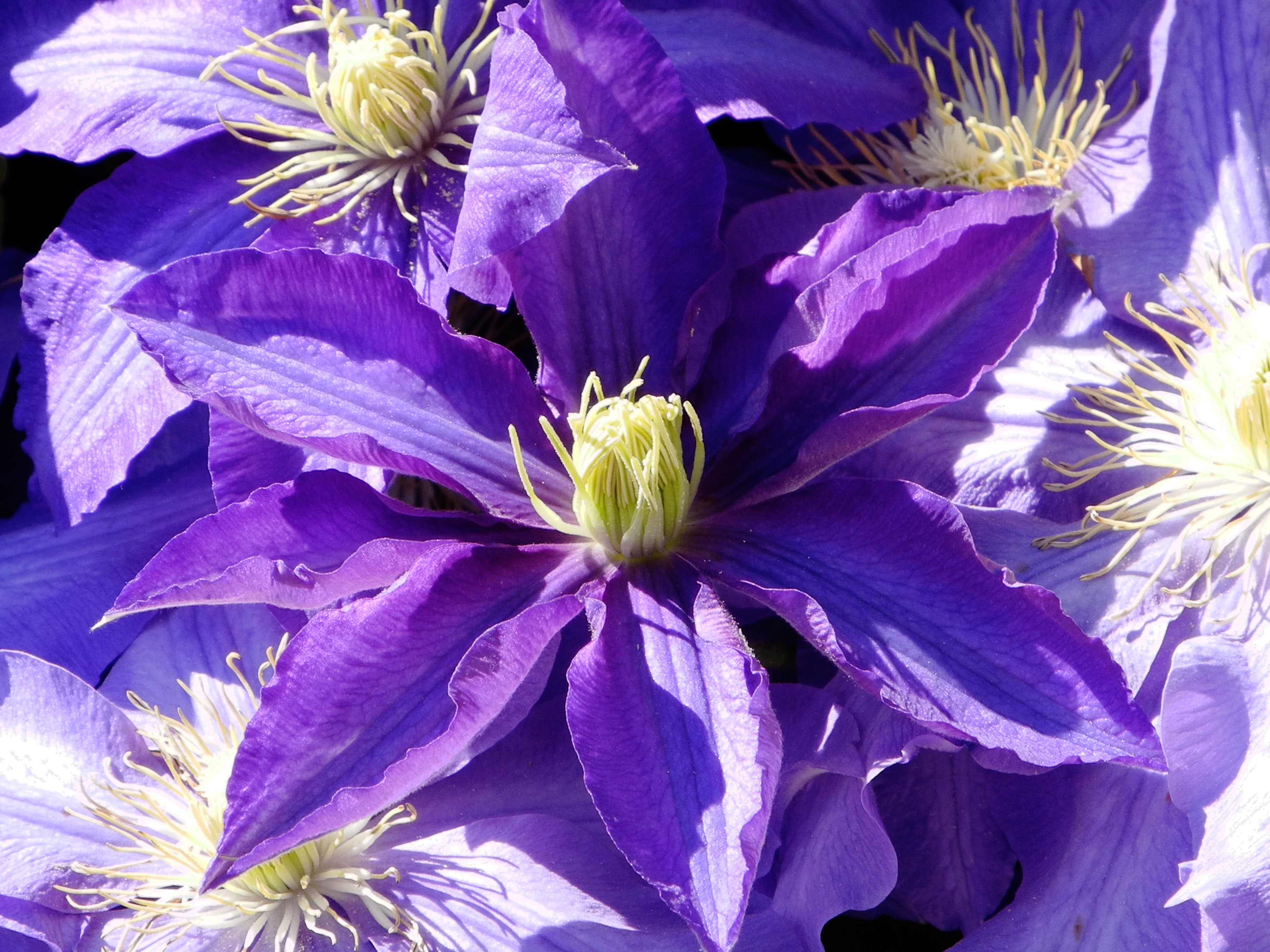 Dark purple clematis flower free image download