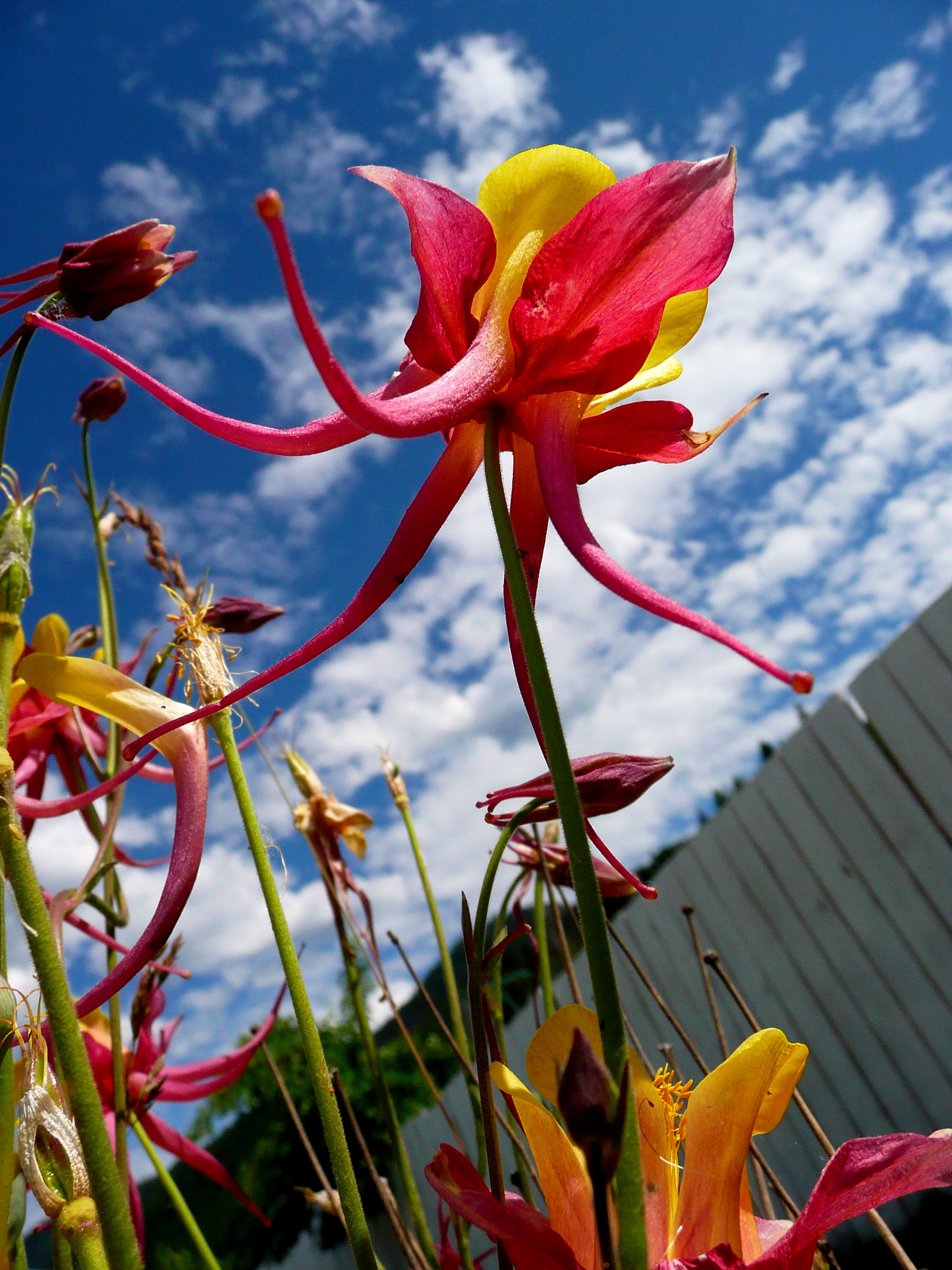 Beautiful colorful flowers free image download