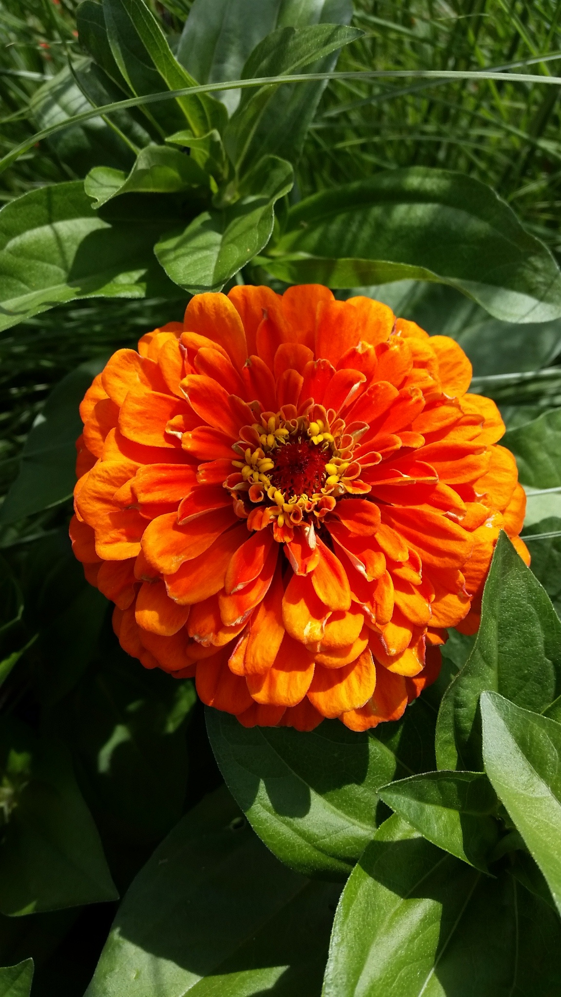 Beautiful orange and red, blossoming dahlia flower with green leaves