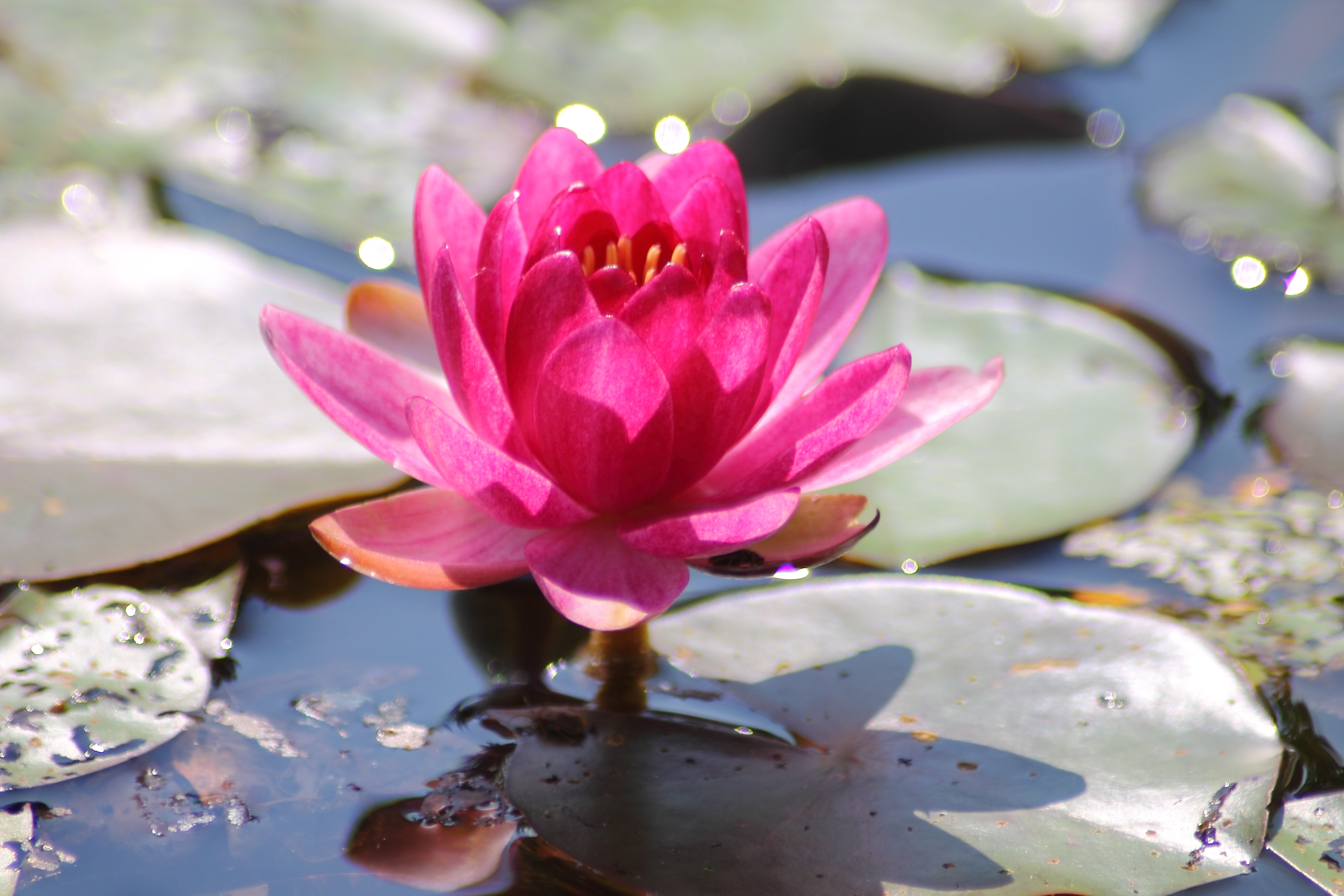 Pink water lily blooming on pond free image download