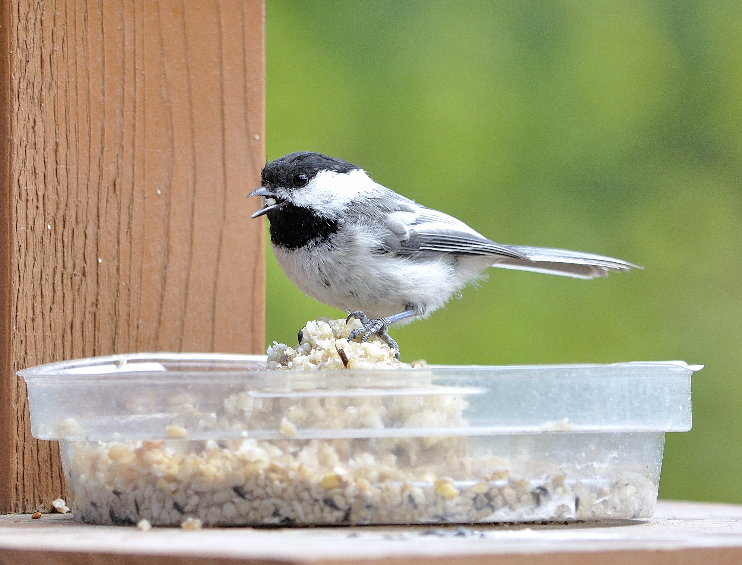 Chickadee eats bird food free image download