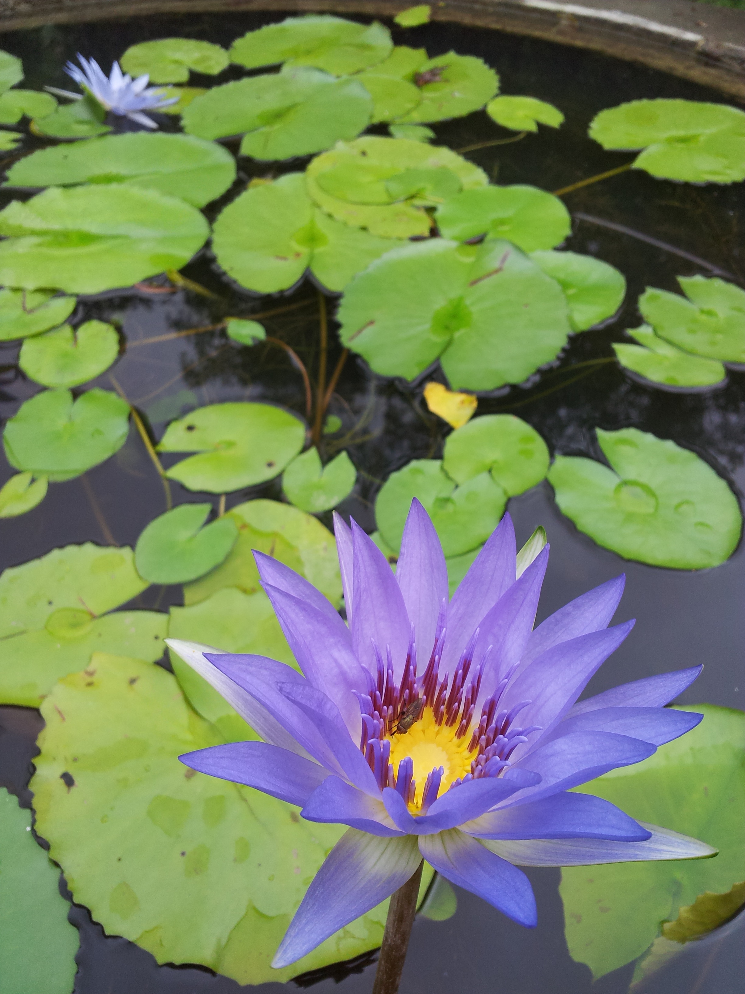 Blue lotus flower in the pond free image download