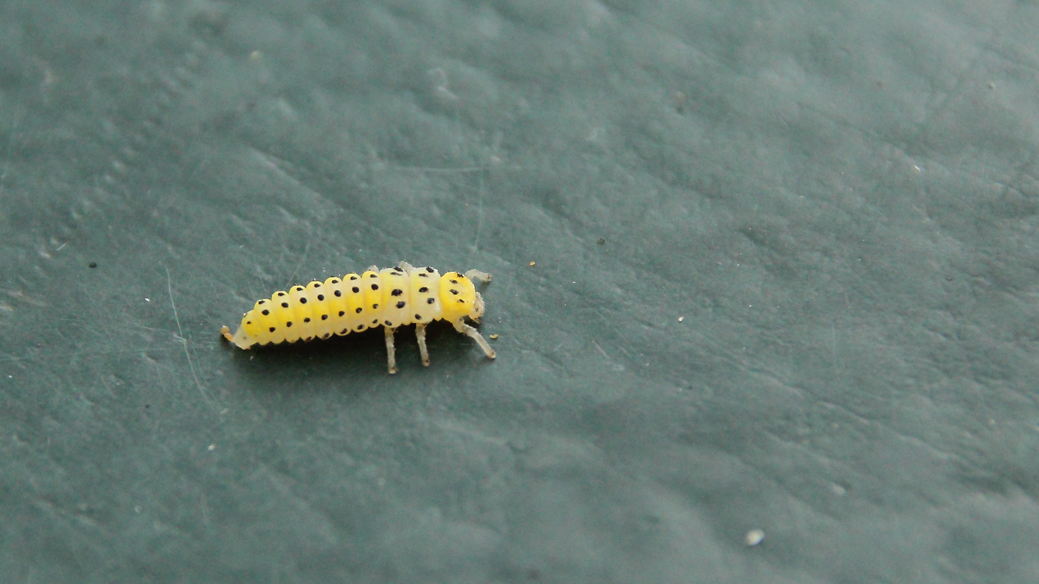 Yellow larva of the ladybird free image download