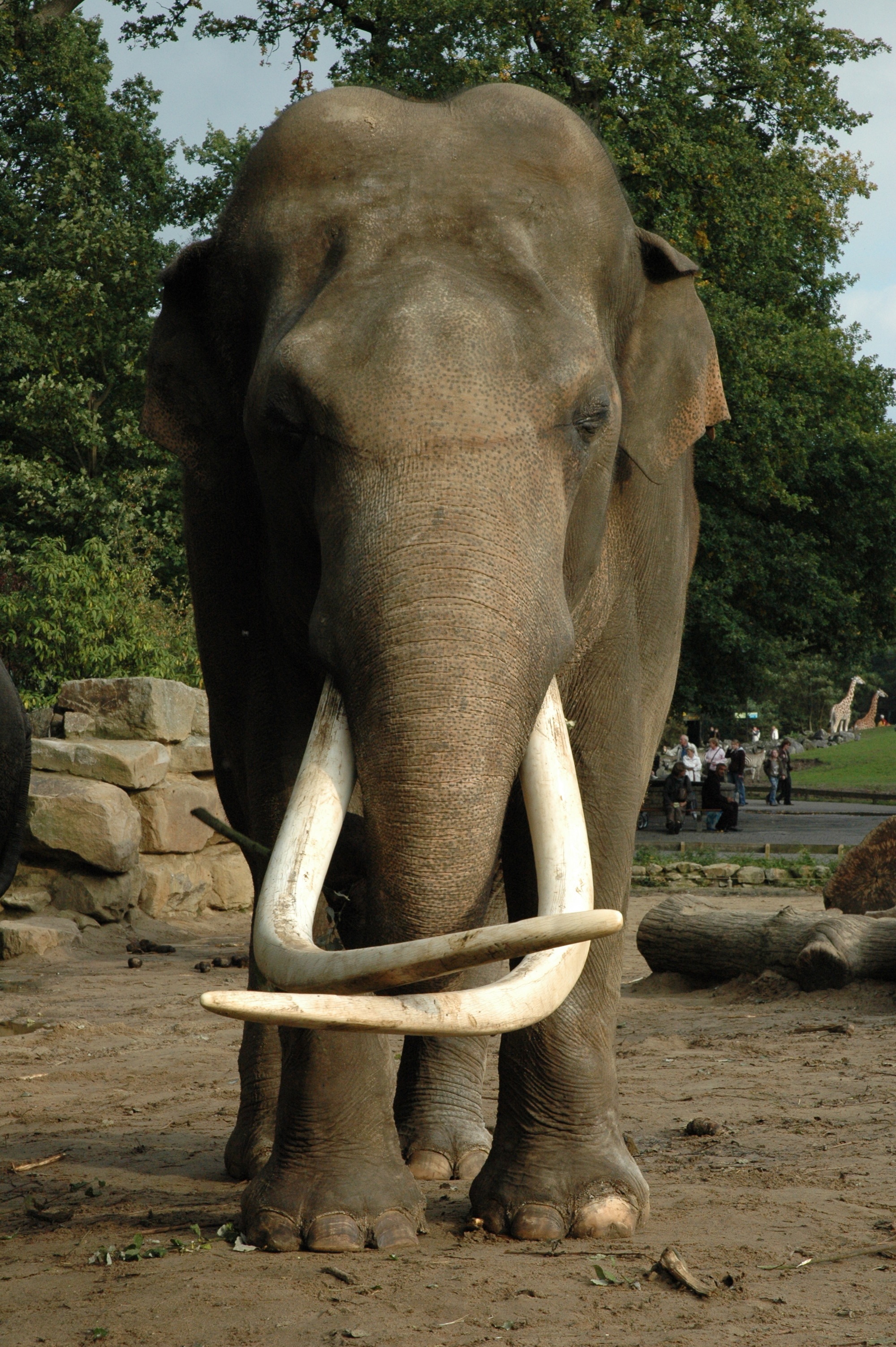 African elephant with large tusks free image download