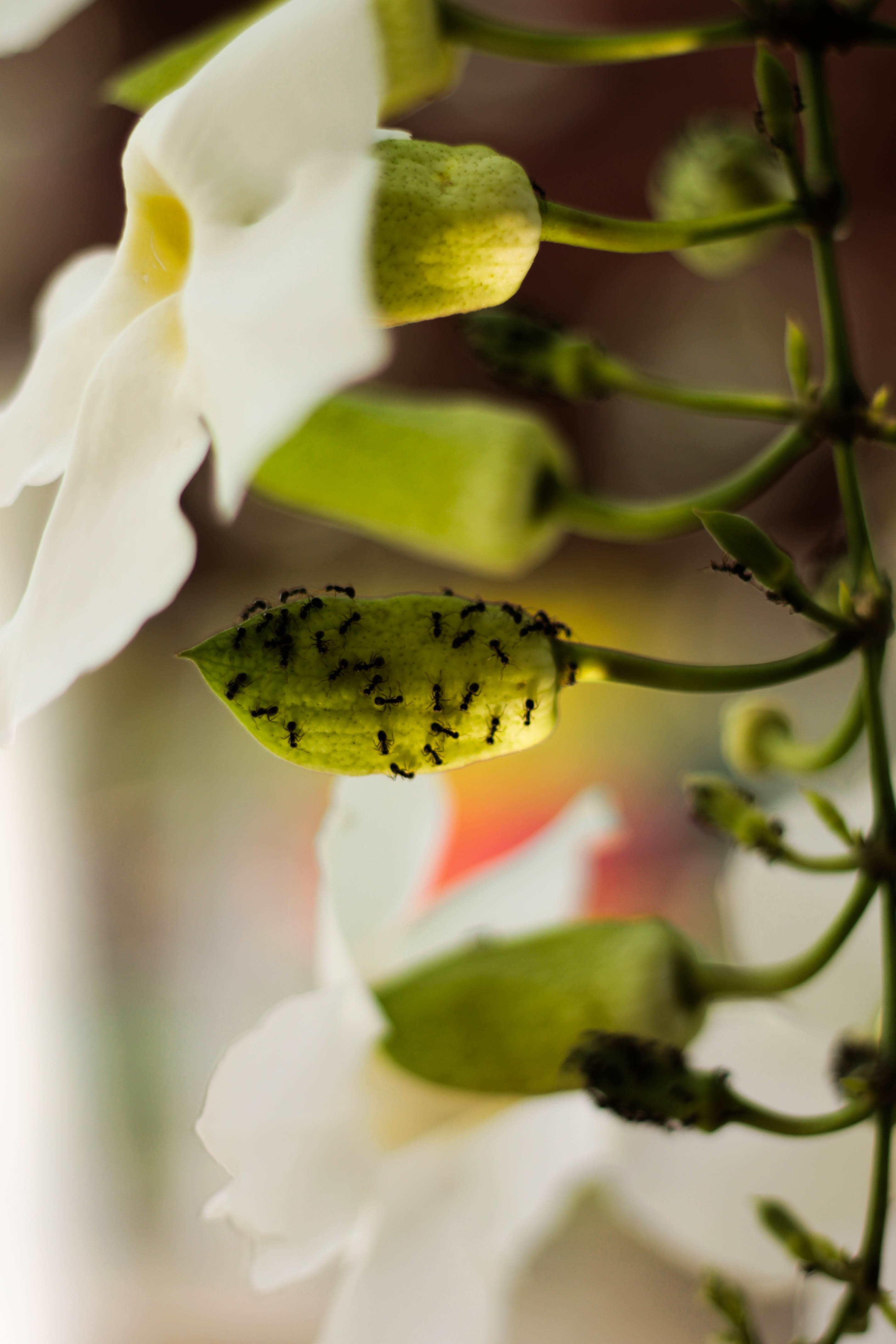 Ants on a green leaf of an orchid free image download