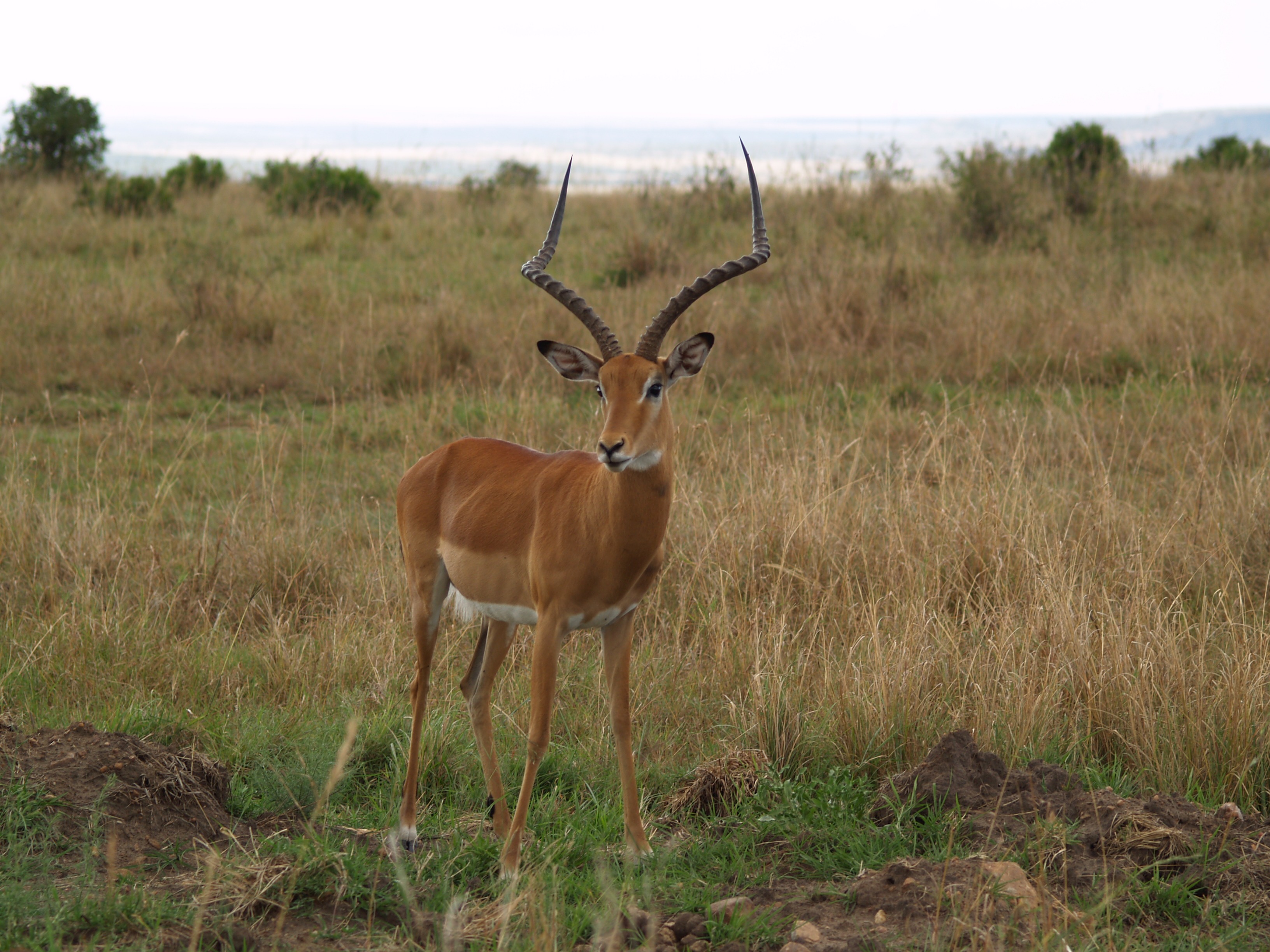 Africa horned Gazelle free image