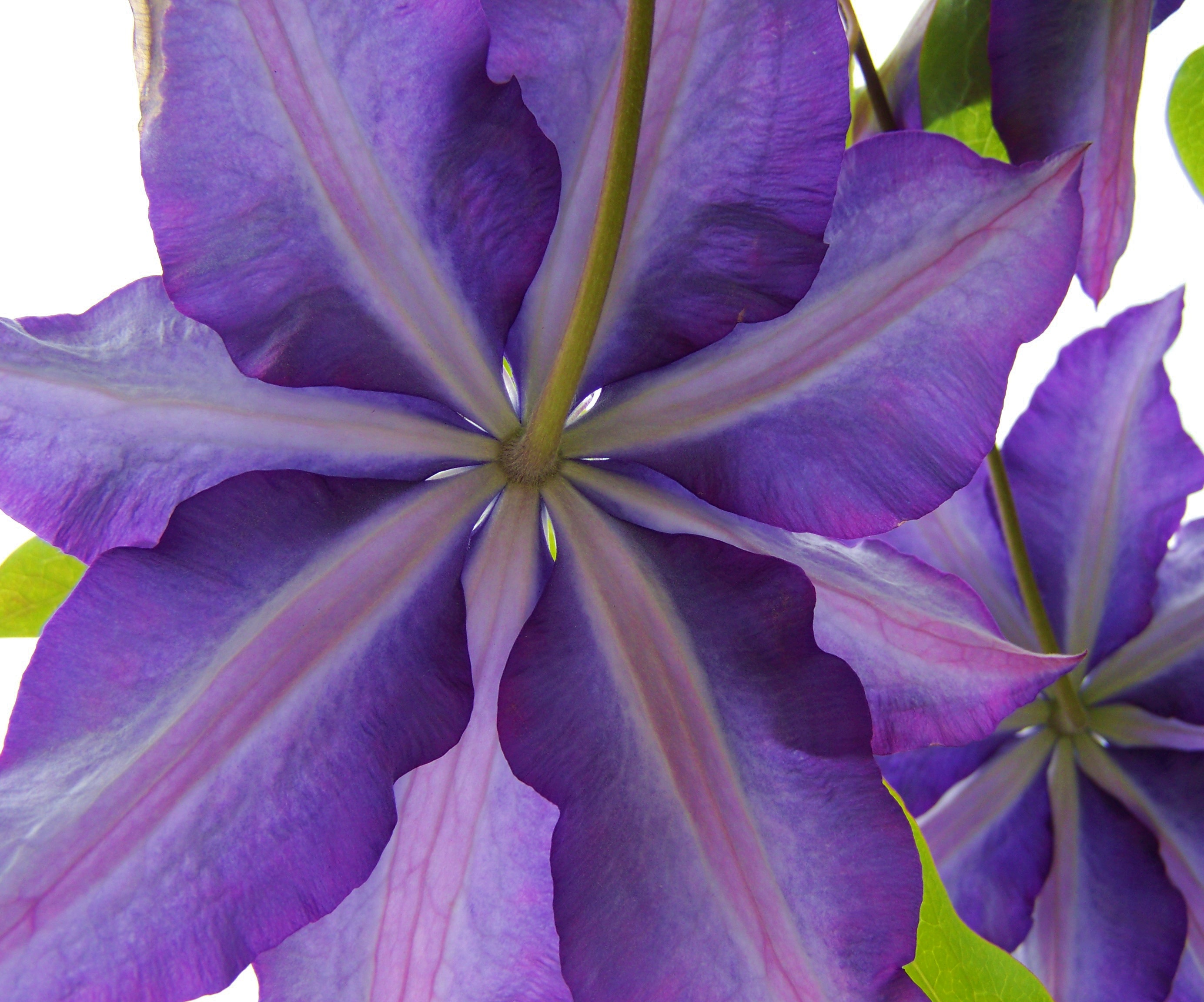 Purple clematis flowers back side, Macro free image download