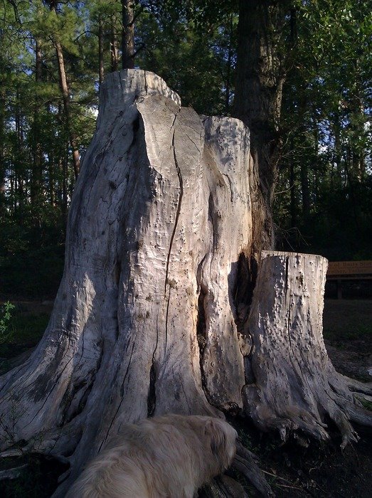 Stump wood tree free image download