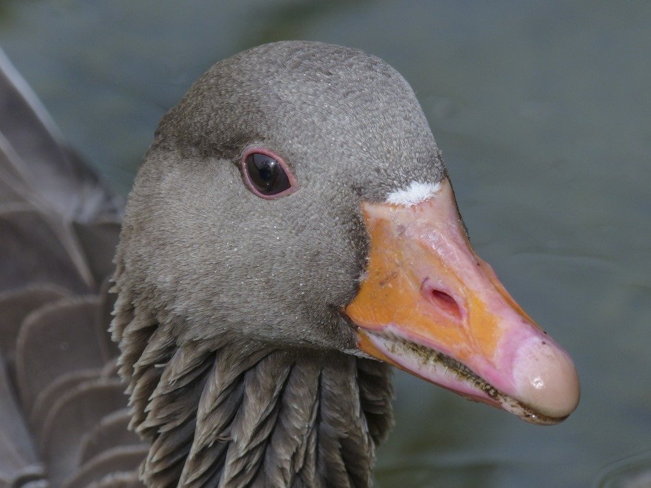 Grey bean goose closeup free image download