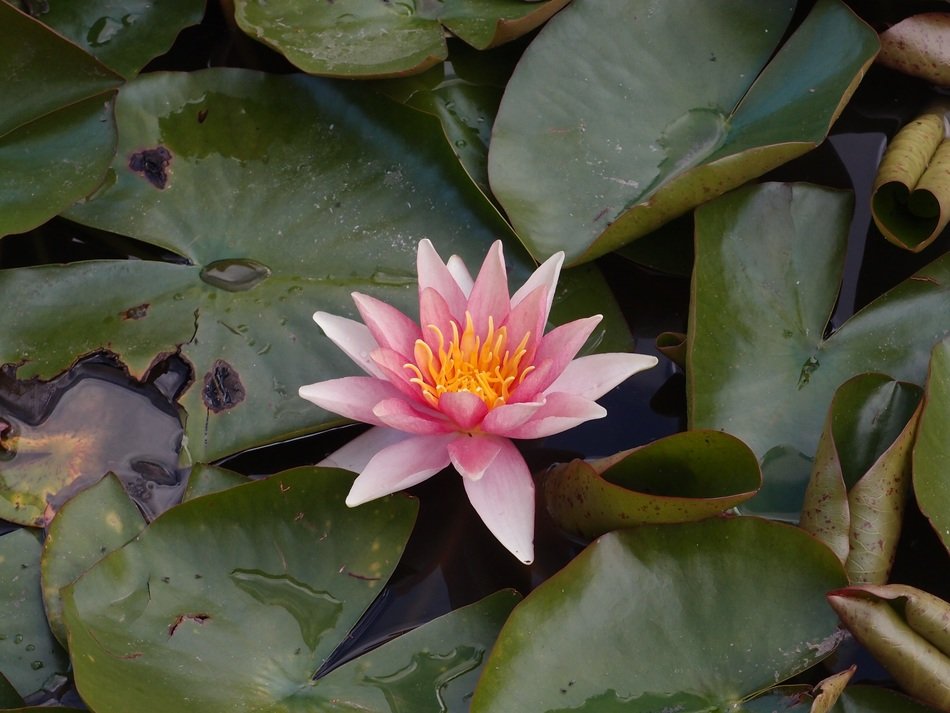 Pink waterlily flower in pond free image download