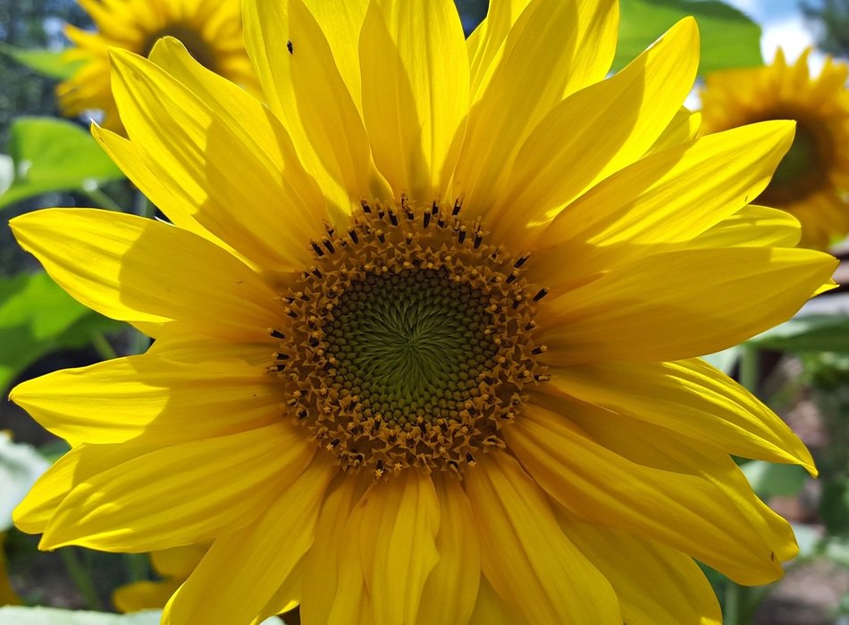 Sunflower garden bug free image download