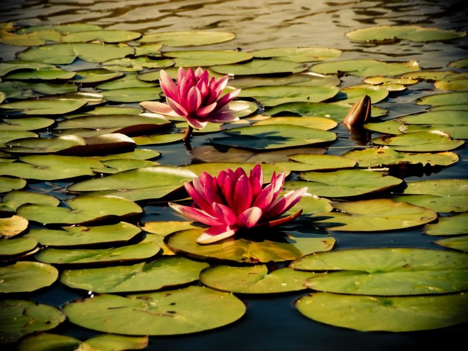 Water lily aquatic plant free image download