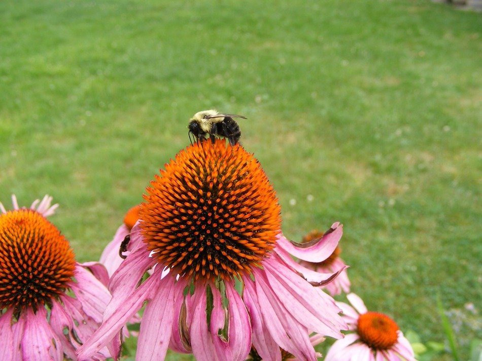 Insect on pink echinacea free image download