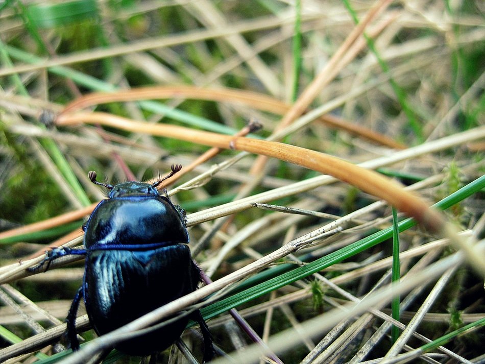 Black beetle in grass free image download