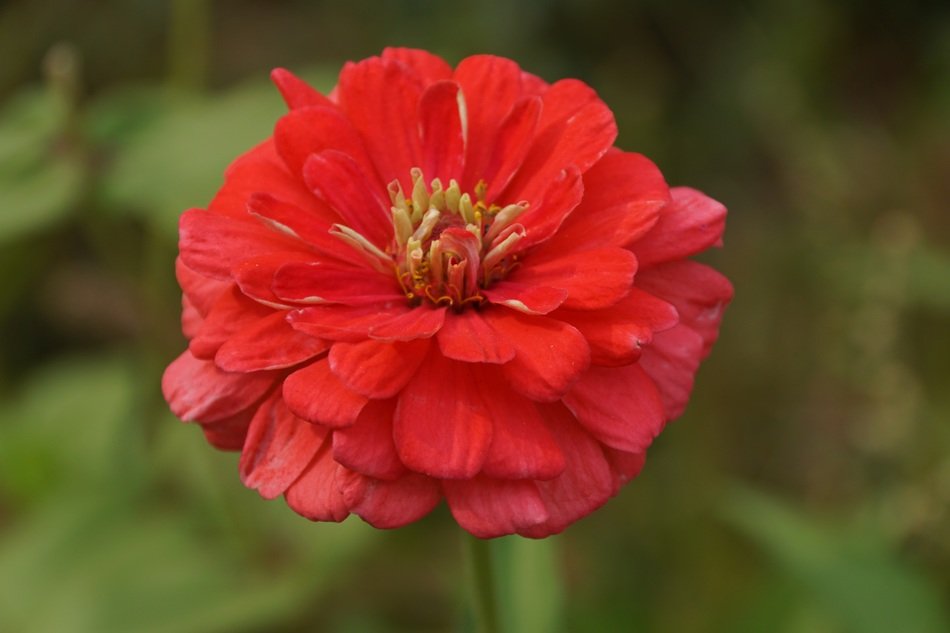 Wonderful Red flower bloom free image download