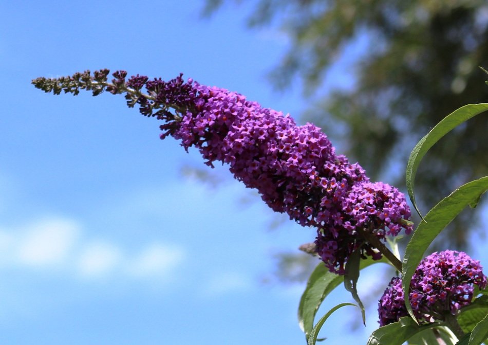 Lilac butterfly bush in summer free image download