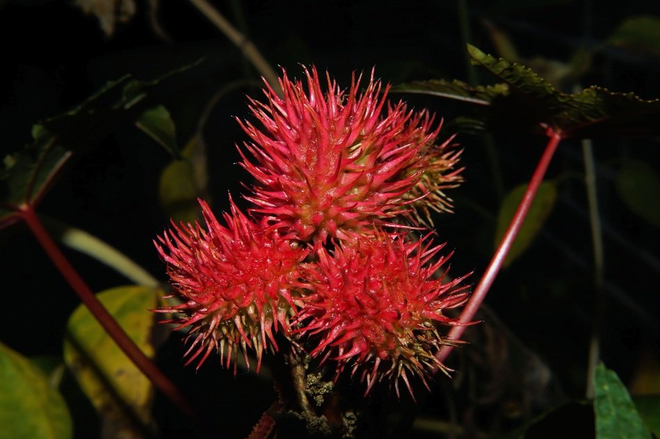 Red flower plant blossom close free image download