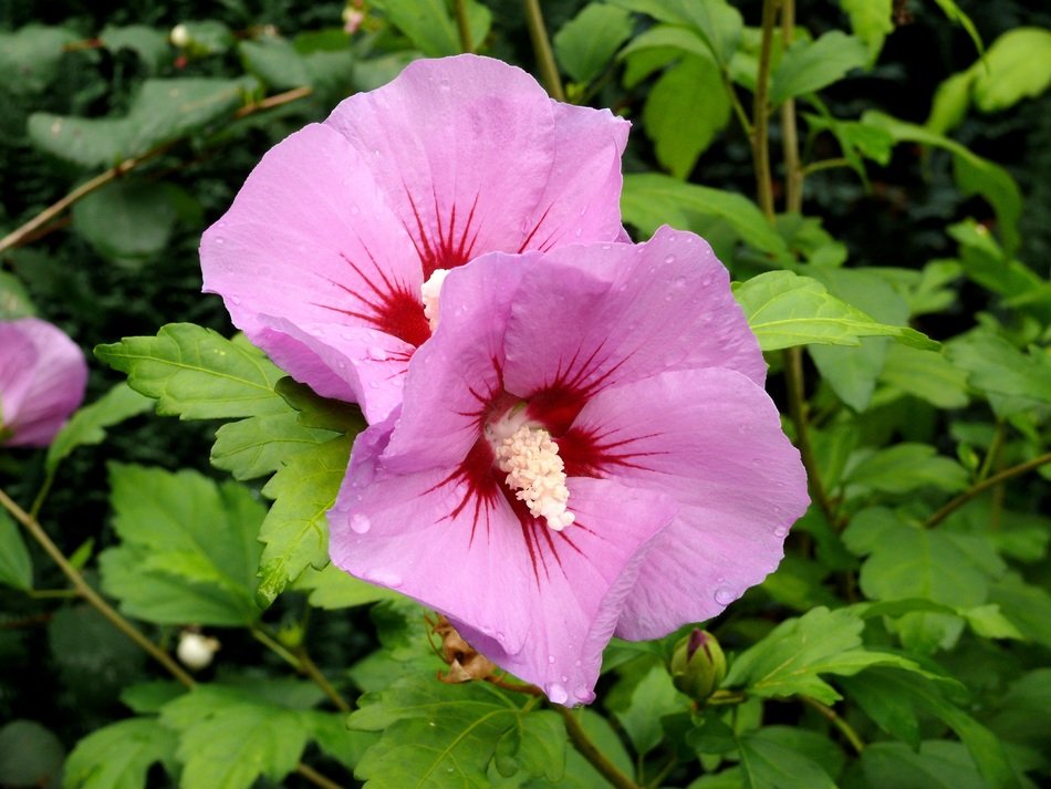 Pink hibiscus flowers free image download