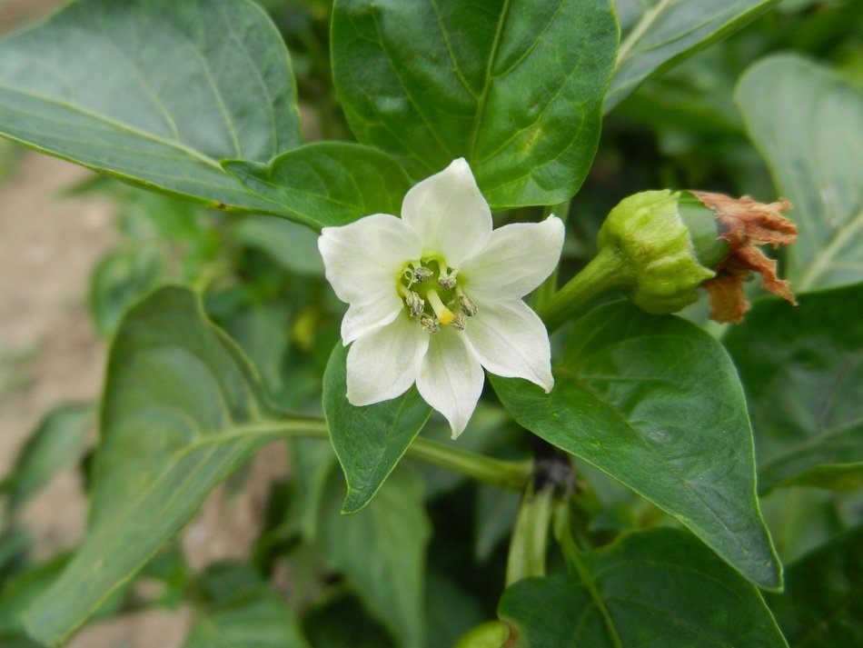 White pepper flower plant free image download