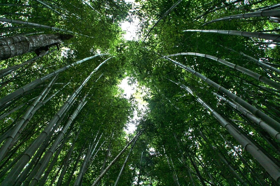 Boardwalk in green bamboo forest, usa, hawaii free image download